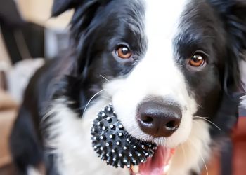 Pinnacle Apartment A black and white dog holds a spiky rubber ball in its mouth, looking up with bright eyes.